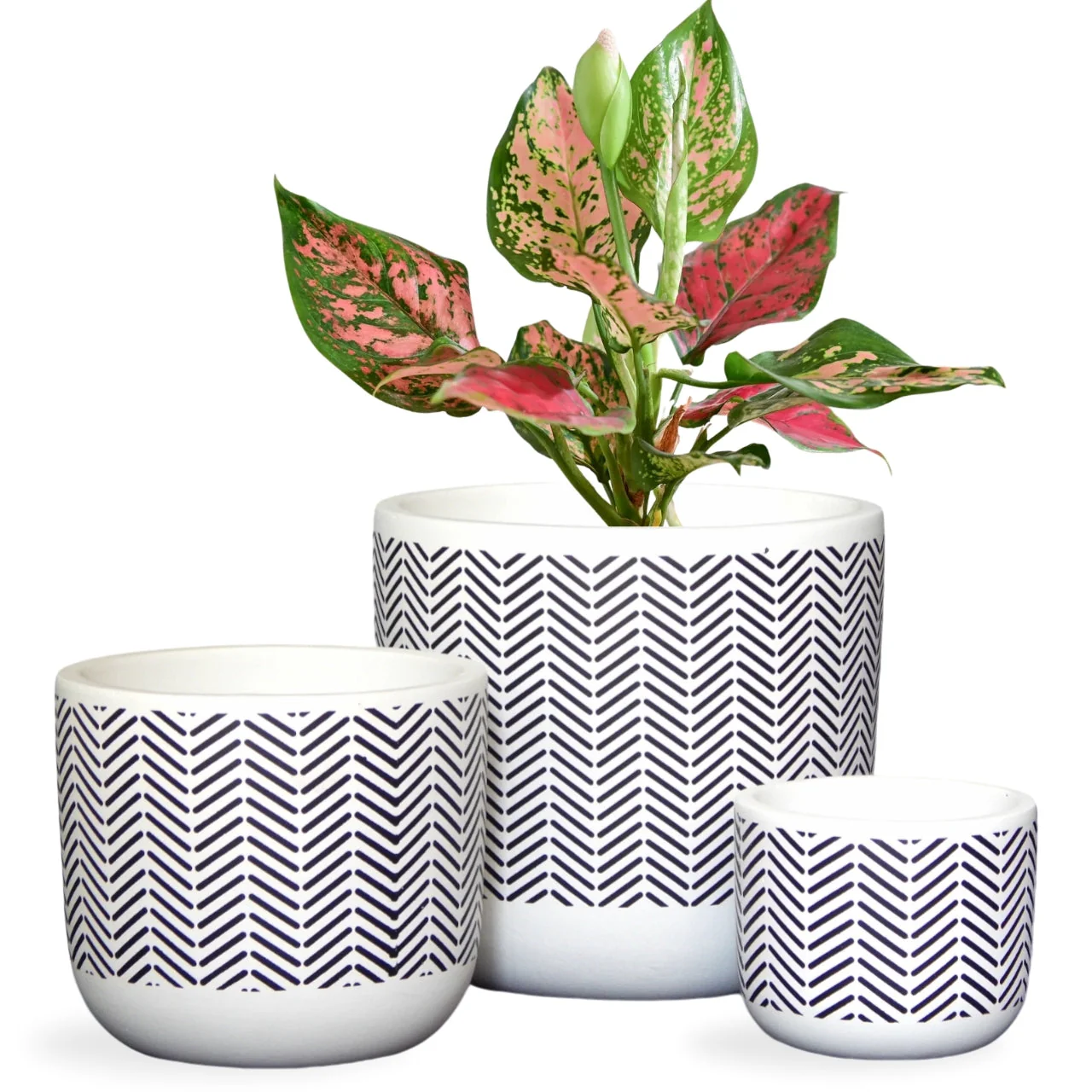 3 Pack Terracotta Pots for Plants