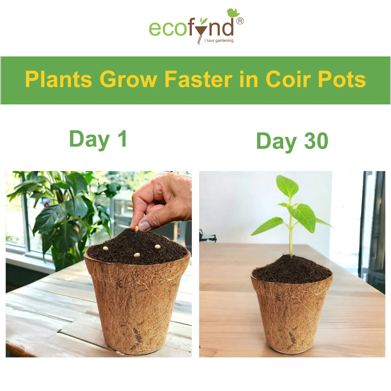 4 inches Coir Pots - Image 5