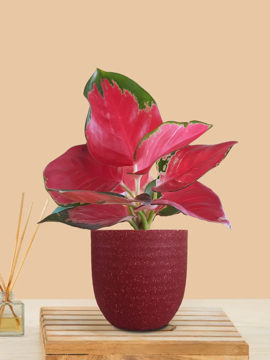 Aglaonema Cherry Red Plant (Small) in Eco Pot - Image 11