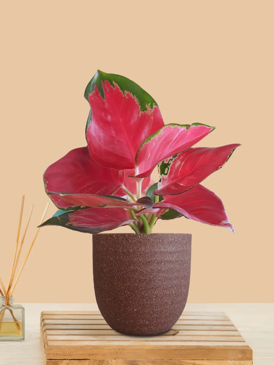 Aglaonema Cherry Red Plant (Small) in Eco Pot - Image 18