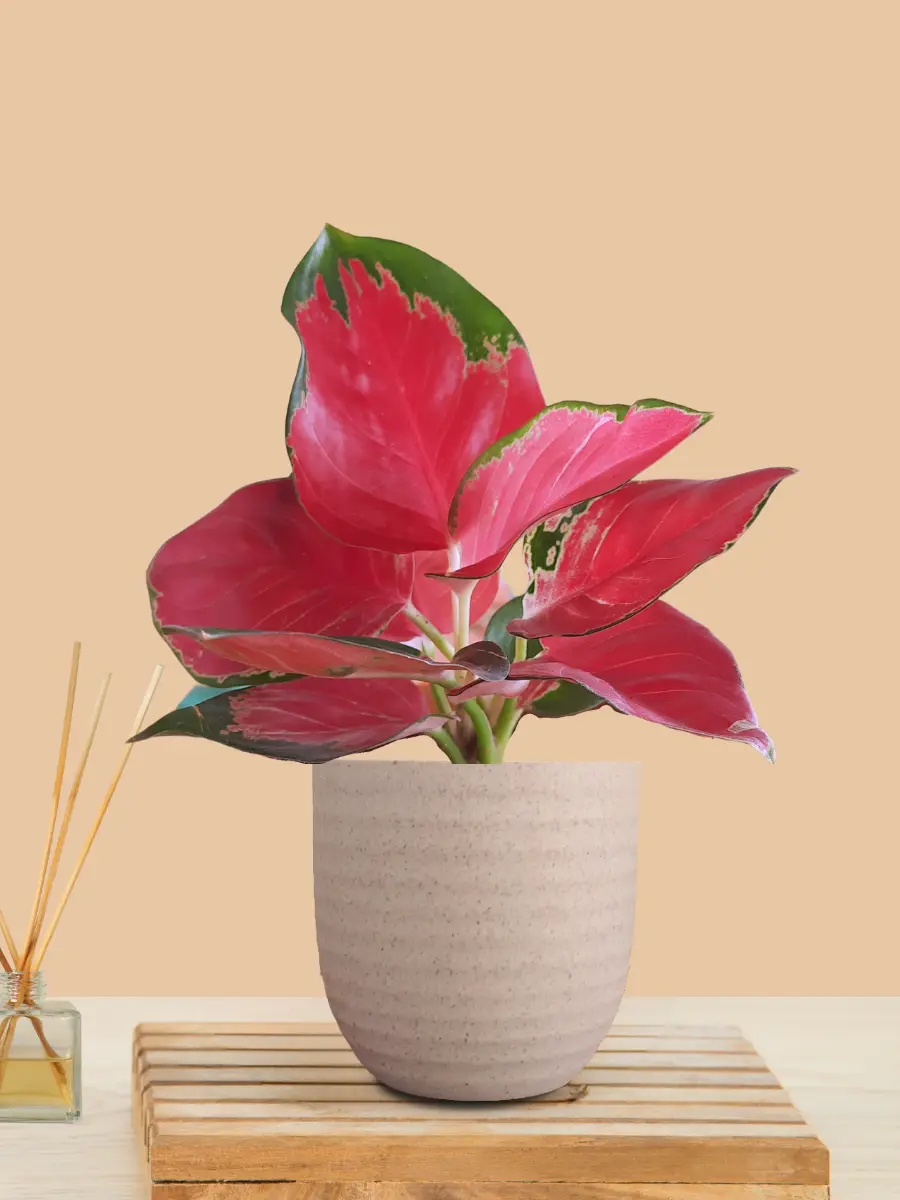 Aglaonema Cherry Red Plant (Small) in Eco Pot - Image 2