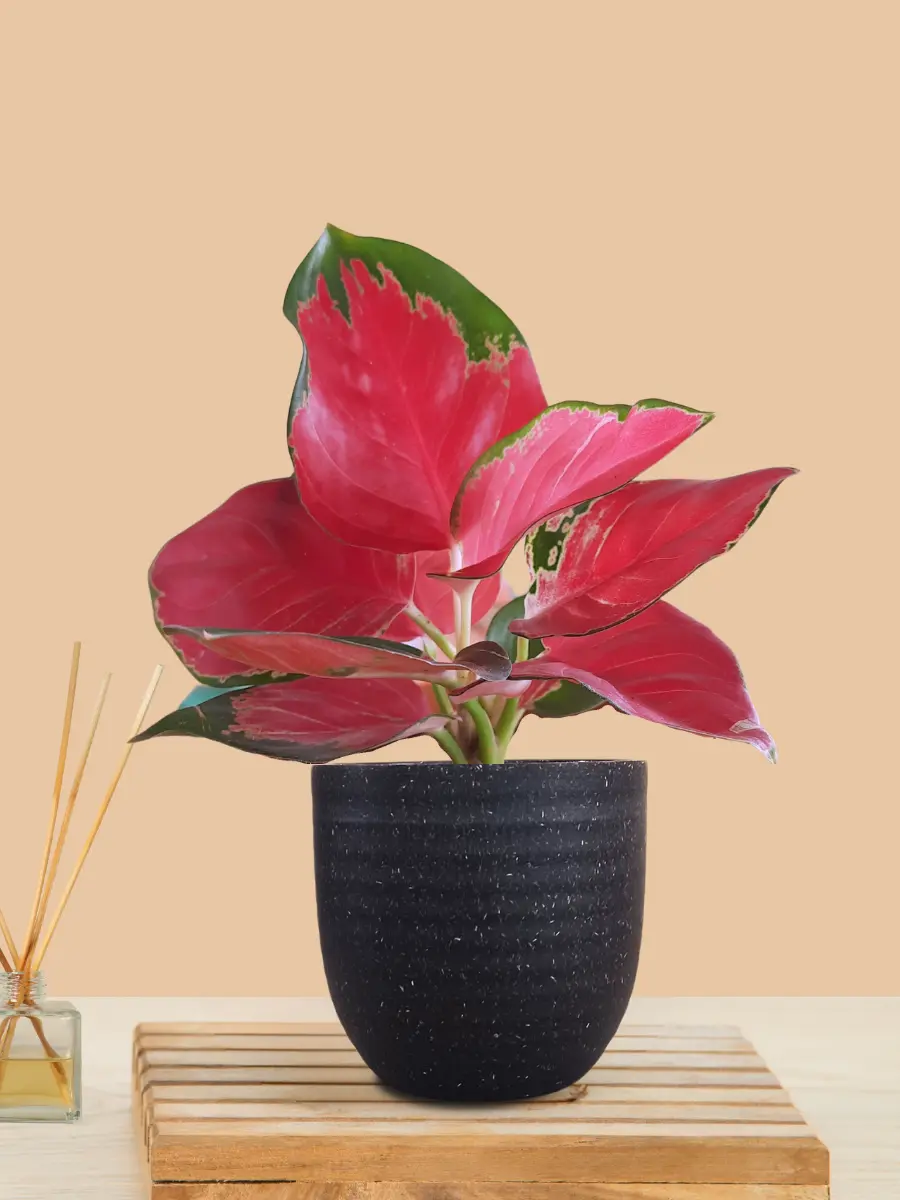 Aglaonema Cherry Red Plant (Small) in Eco Pot - Image 24