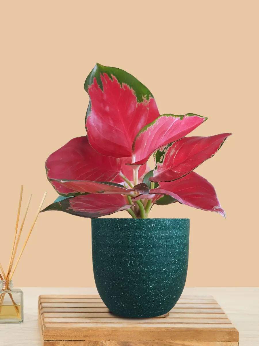 Aglaonema Cherry Red Plant (Small) in Eco Pot - Image 4