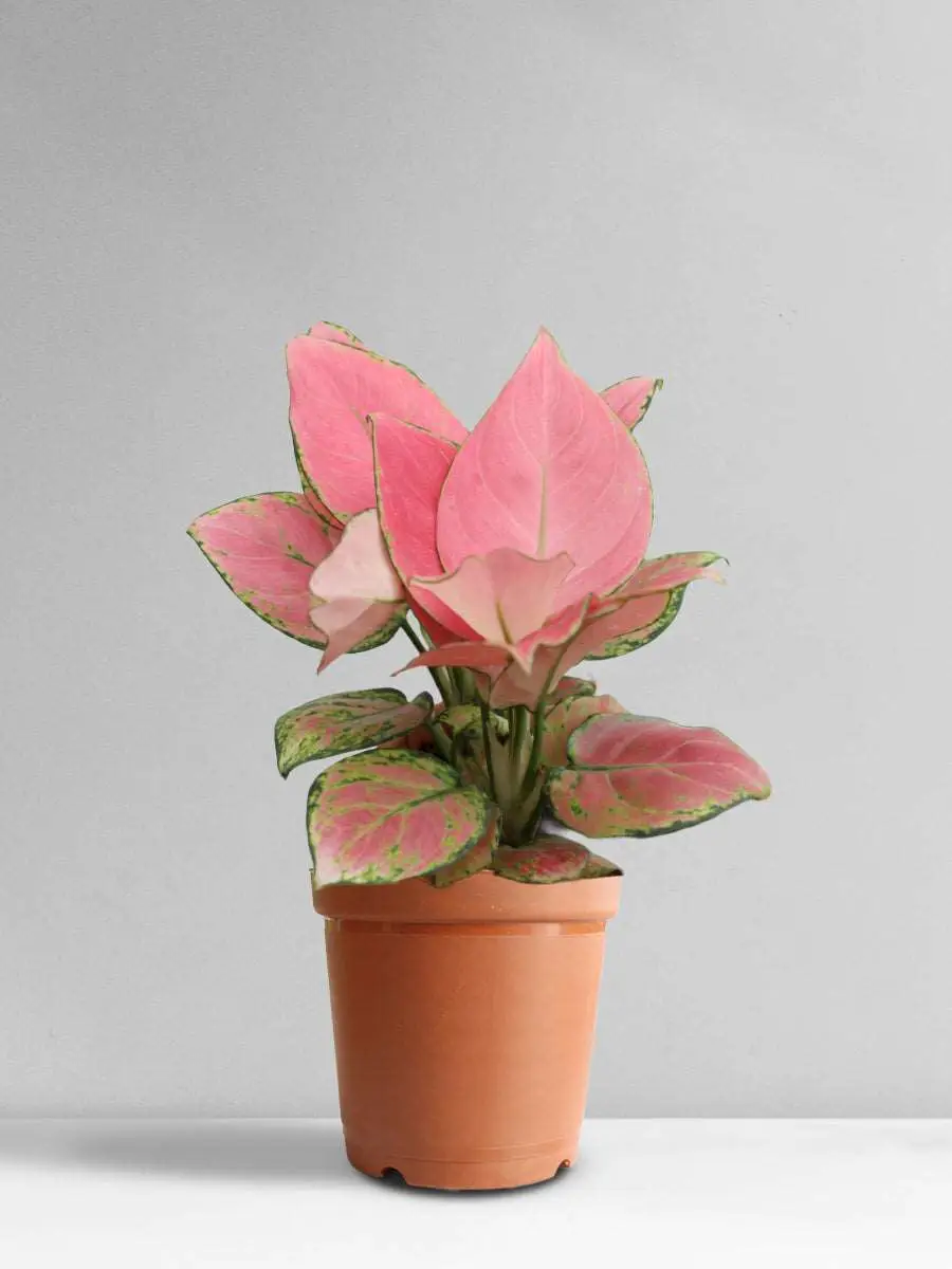 Aglaonema Pink Anjamani (Medium) - Image 20