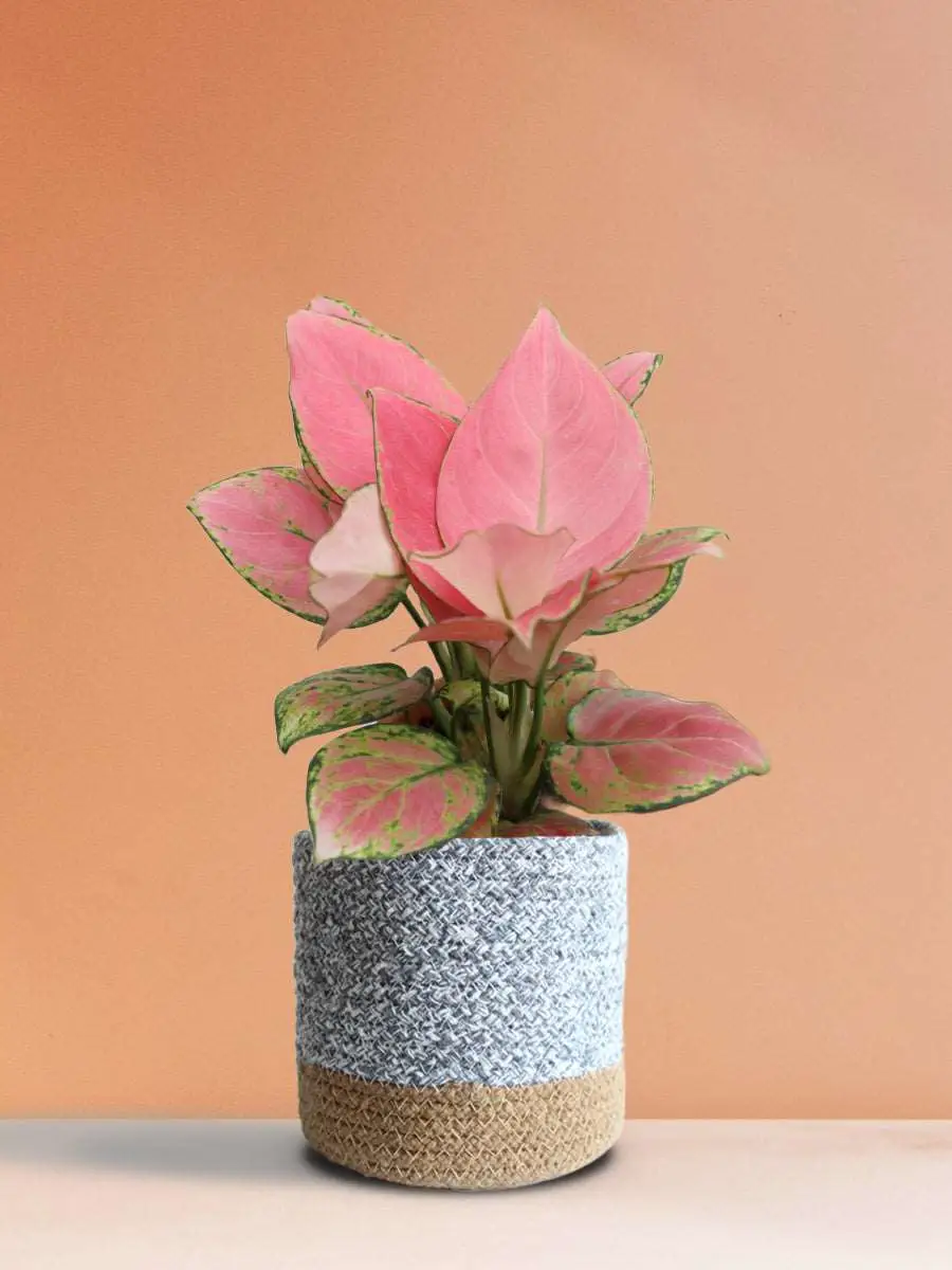 Aglaonema Pink Anjamani (Medium) - Image 29