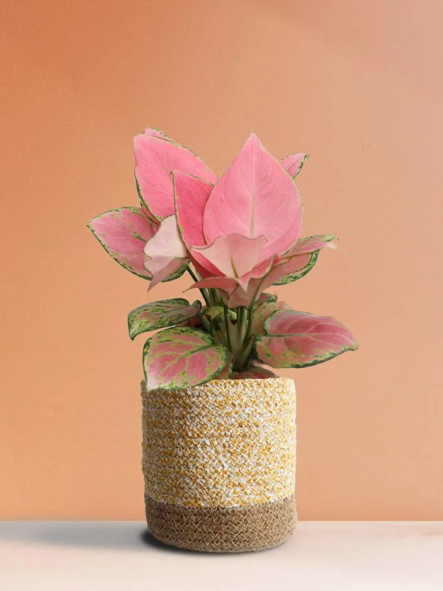 Aglaonema Pink Anjamani (Medium) - Image 30