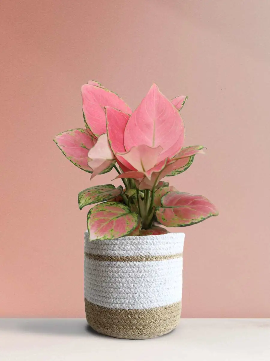 Aglaonema Pink Anjamani (Medium) - Image 31