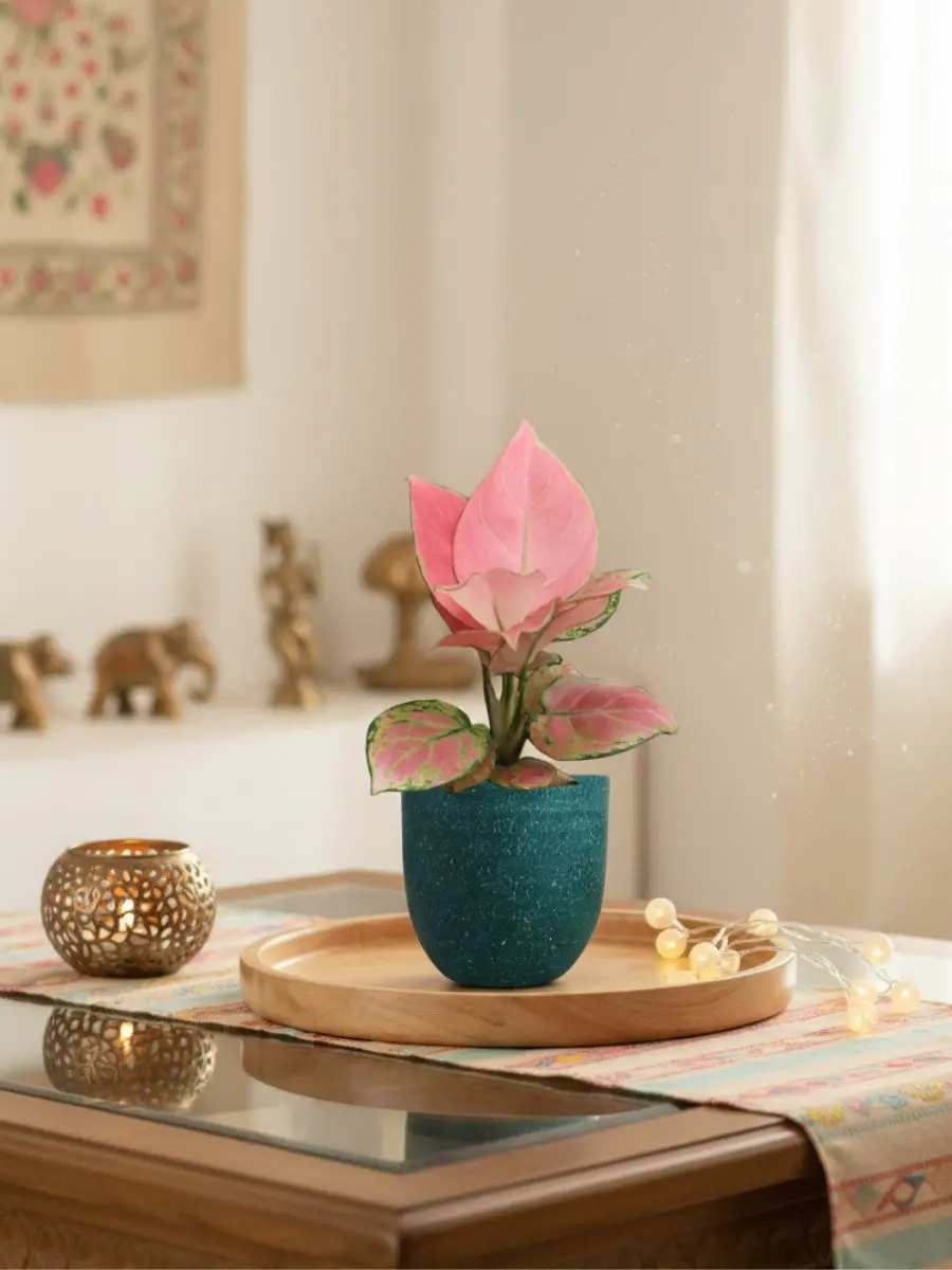 Aglaonema Pink Anjamani (Small) in Eco Pot