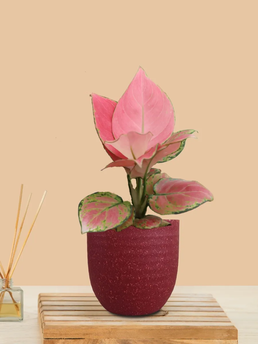 Aglaonema Pink Anjamani (Small) in Eco Pot - Image 19