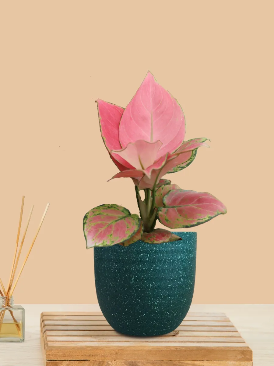 Aglaonema Pink Anjamani (Small) in Eco Pot - Image 22