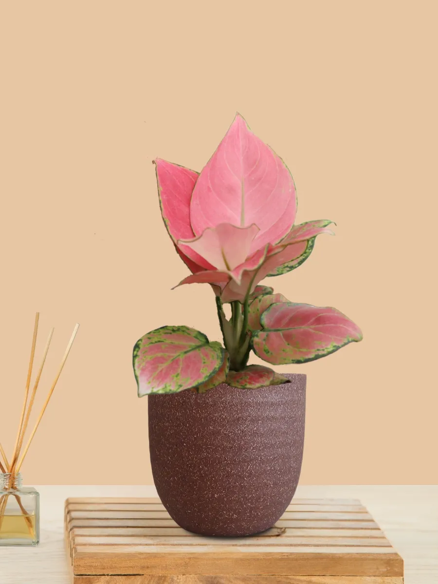 Aglaonema Pink Anjamani (Small) in Eco Pot - Image 25