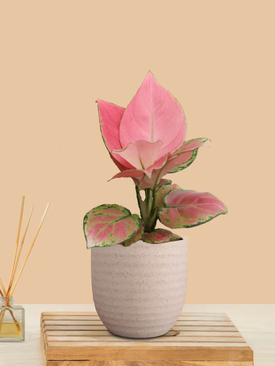 Aglaonema Pink Anjamani (Small) in Eco Pot - Image 26