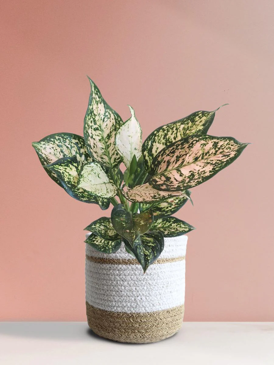 Aglaonema Pink Valentine (Medium) - Image 2
