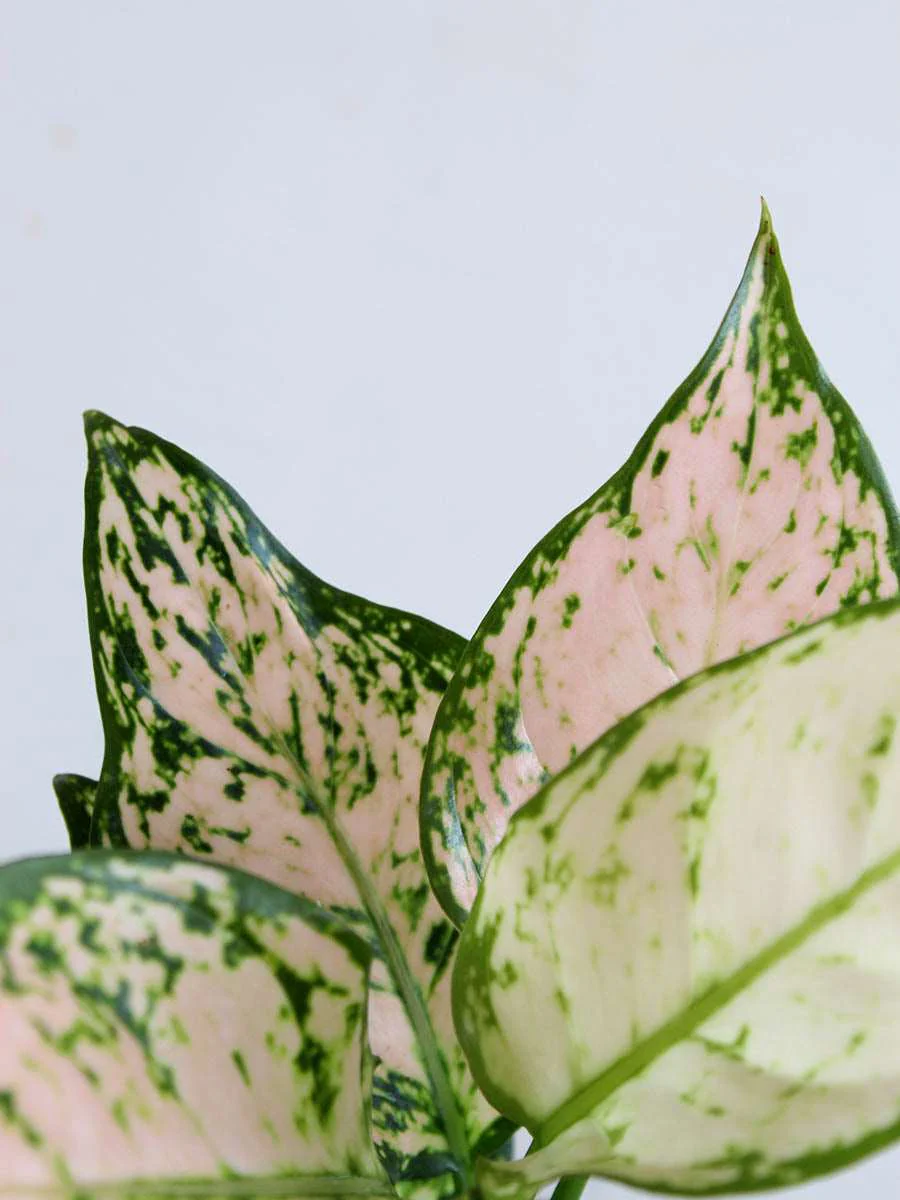 Aglaonema Pink Valentine (Medium) - Image 3