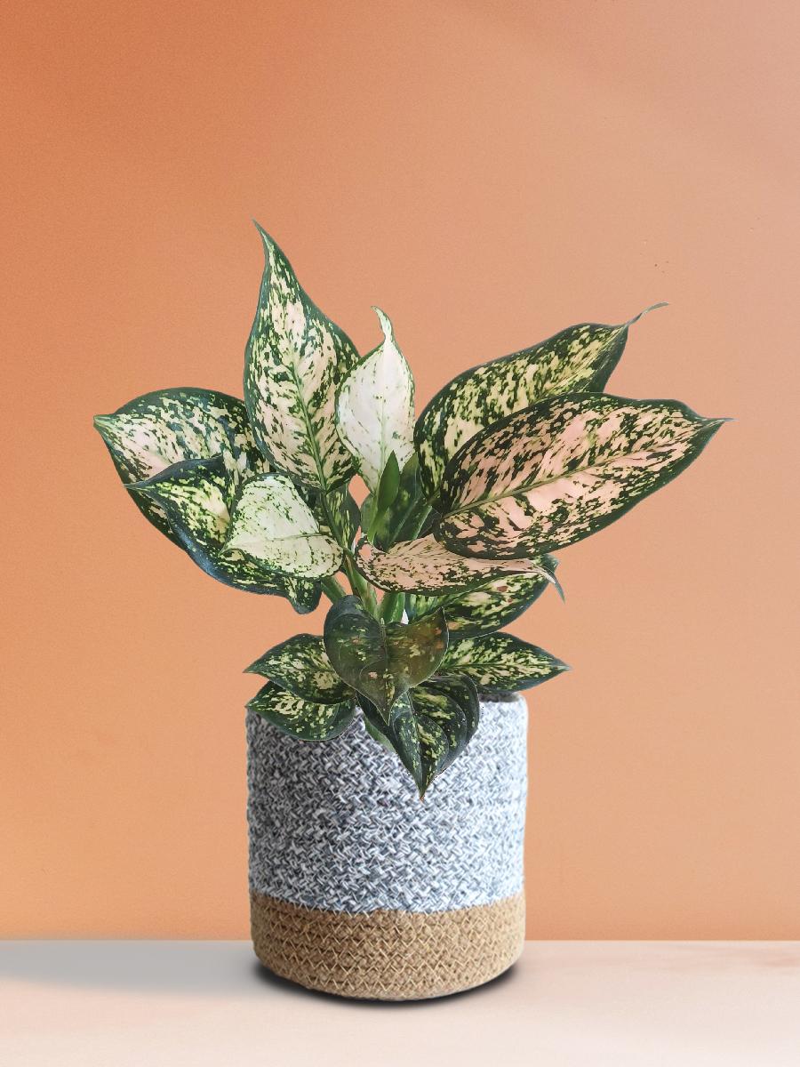 Aglaonema Pink Valentine (Medium) - Image 6