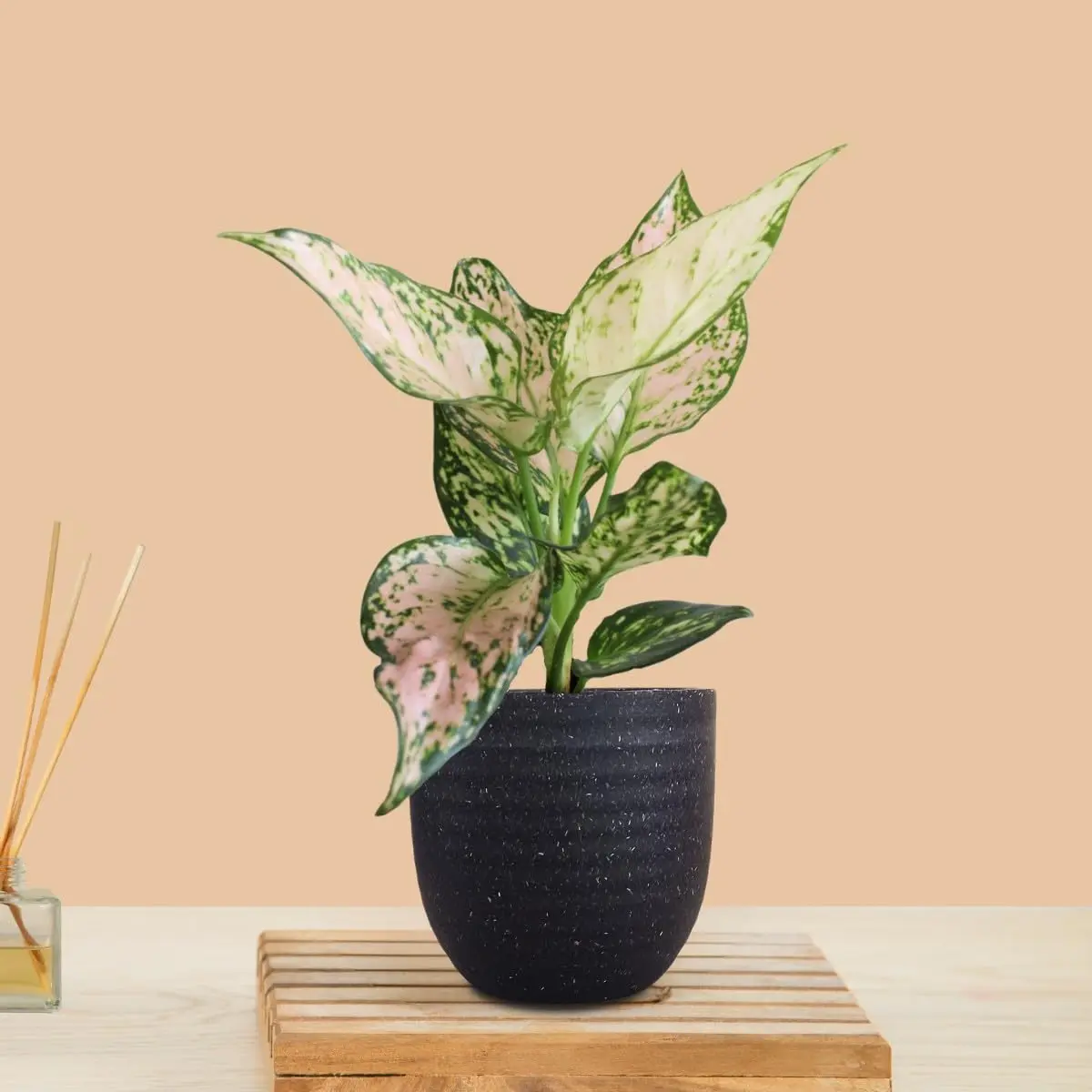 Aglaonema Pink Valentine (Small) in Eco Pot