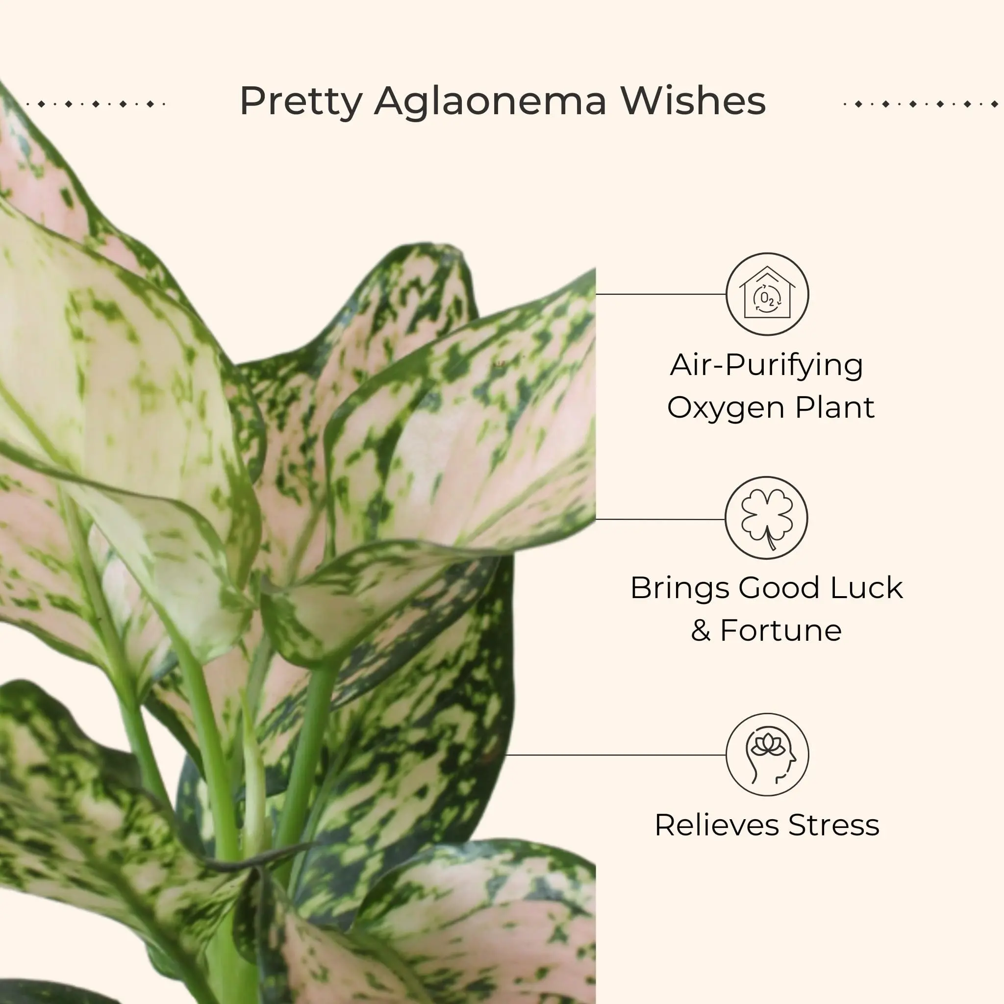 Aglaonema Pink Valentine (Small) in Eco Pot - Image 6