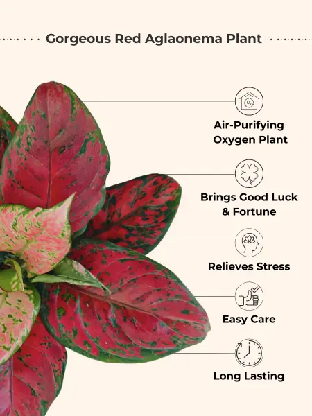 Aglaonema Red Beauty (Small) in Eco Pot - Image 2