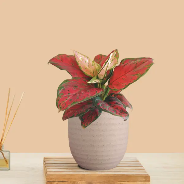 Aglaonema Red Beauty (Small) in Eco Pot - Image 5