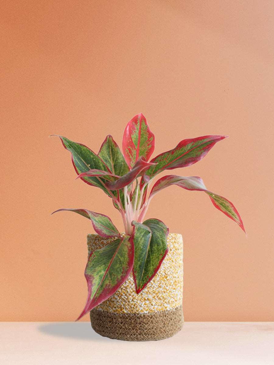 Aglaonema Red Lipstick (Medium)