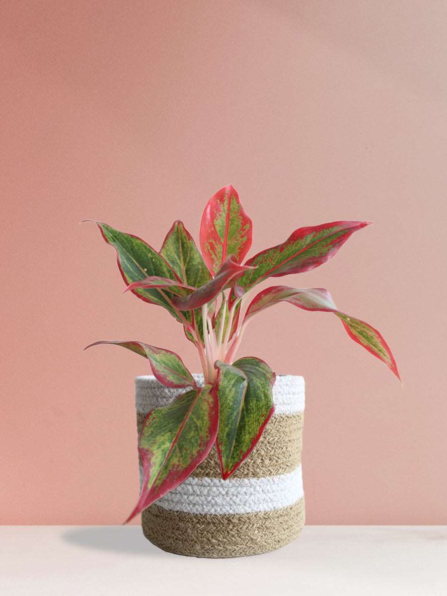 Aglaonema Red Lipstick (Medium) - Image 10
