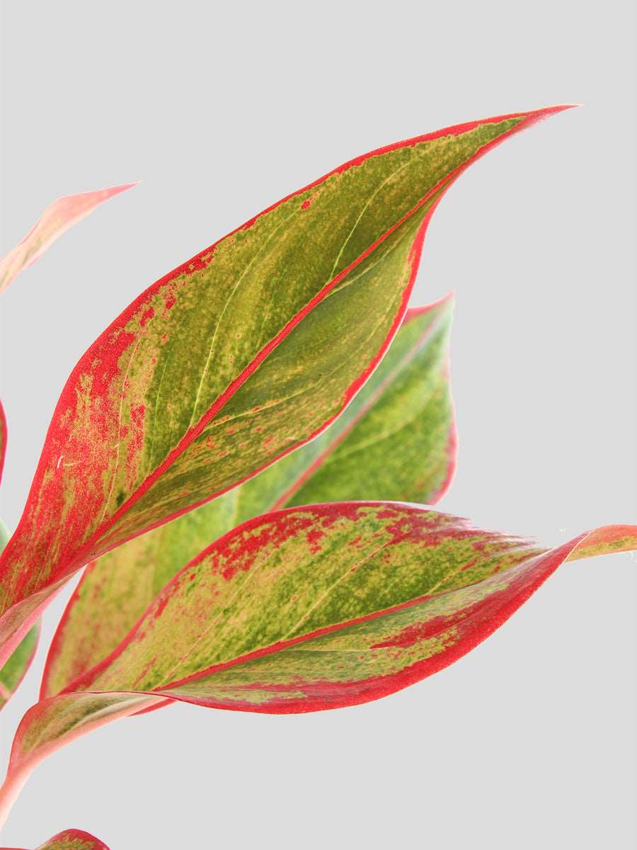 Aglaonema Red Lipstick (Medium) - Image 3