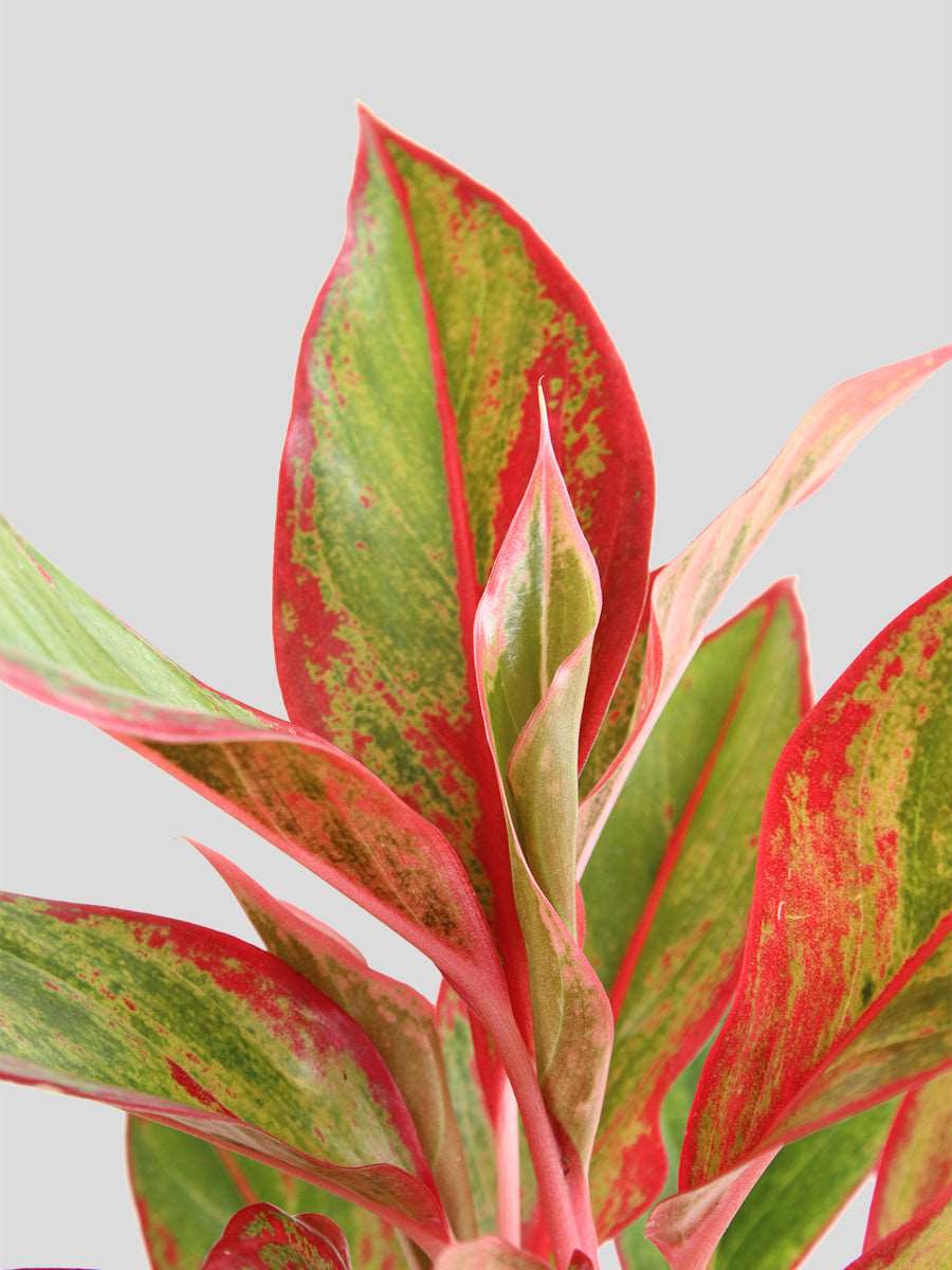 Aglaonema Red Lipstick (Medium) - Image 5