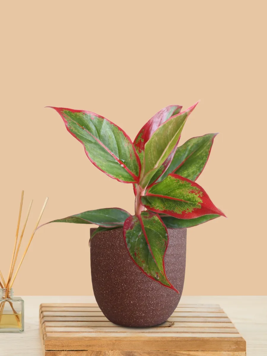 Aglaonema Red Lipstick (Small) in Eco Pot