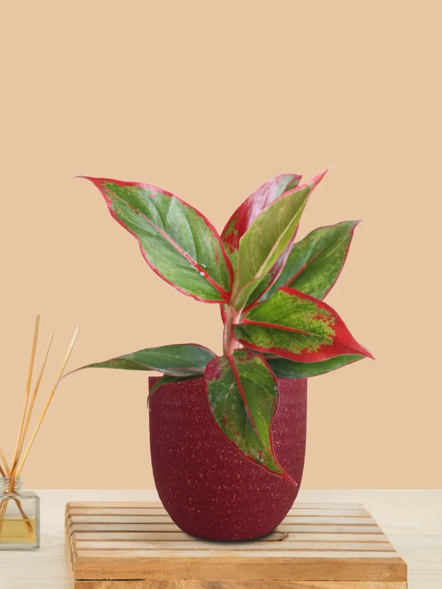 Aglaonema Red Lipstick (Small) in Eco Pot - Image 10