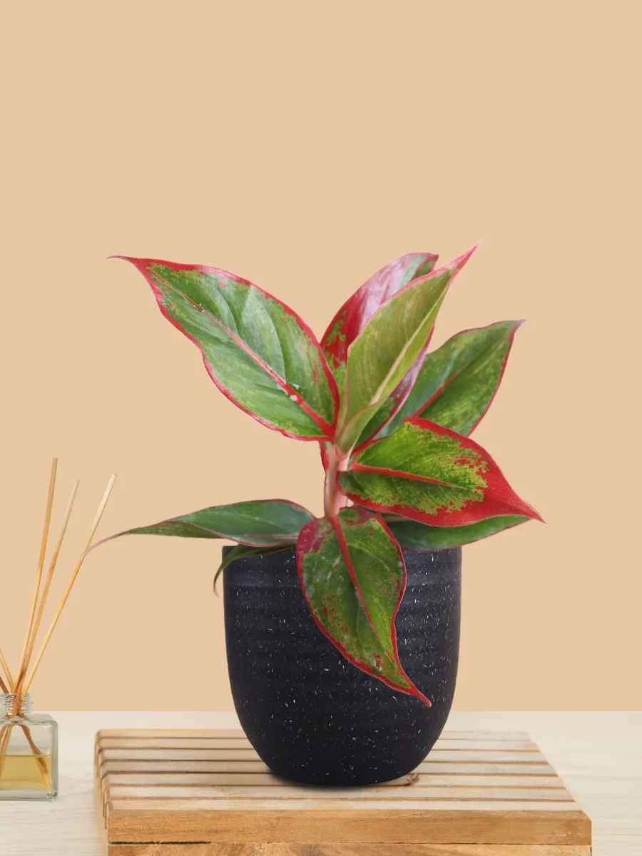 Aglaonema Red Lipstick (Small) in Eco Pot - Image 11