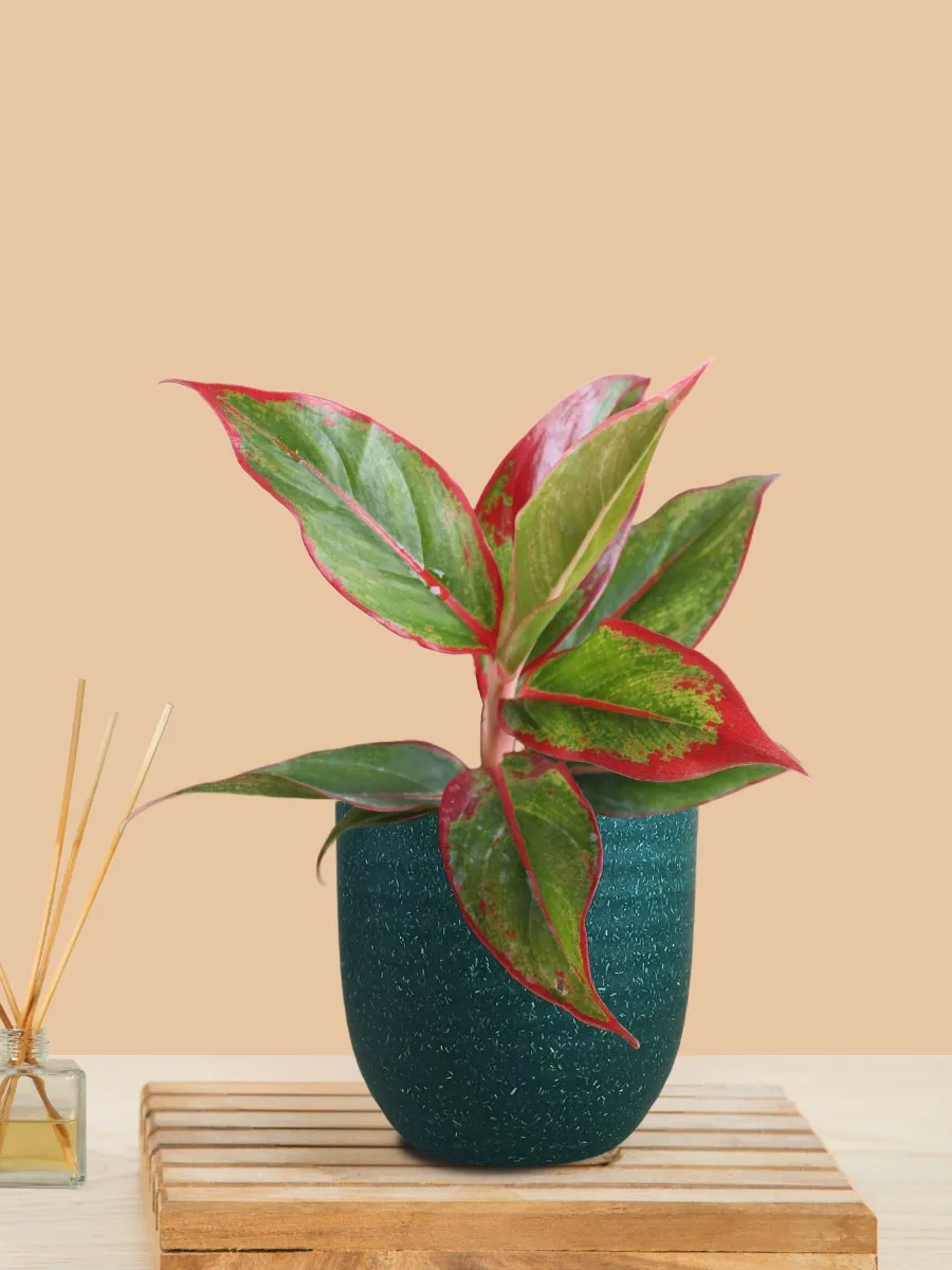 Aglaonema Red Lipstick (Small) in Eco Pot - Image 12