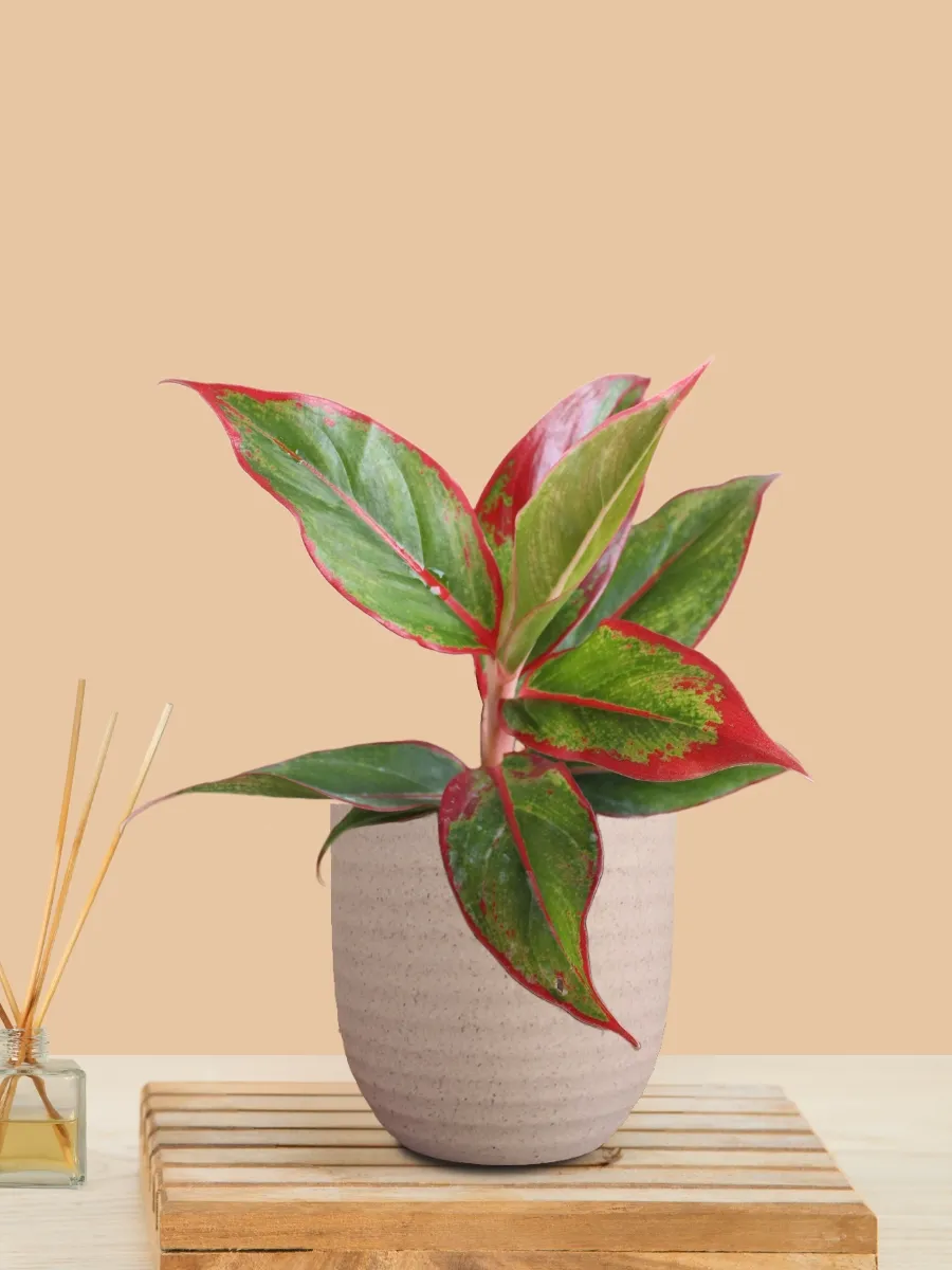 Aglaonema Red Lipstick (Small) in Eco Pot - Image 13