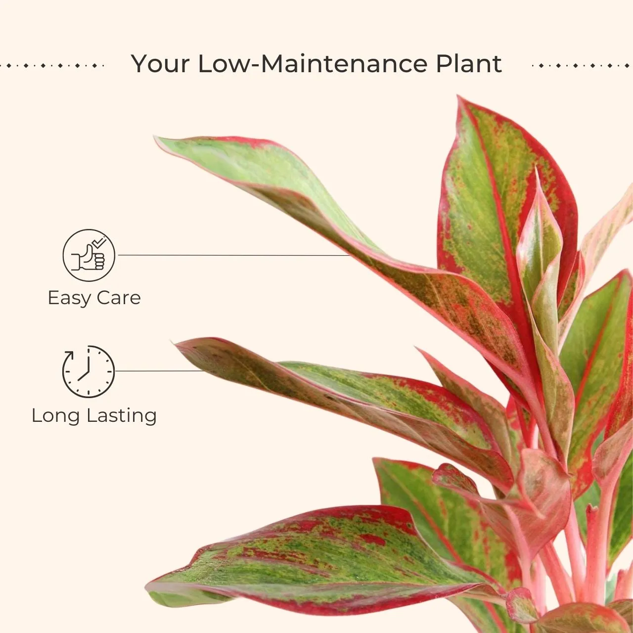 Aglaonema Red Lipstick (Small) in Eco Pot - Image 3