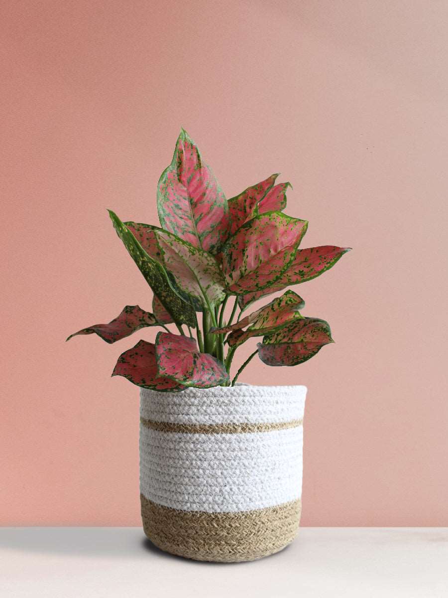 Aglaonema Red Valentine (Medium)