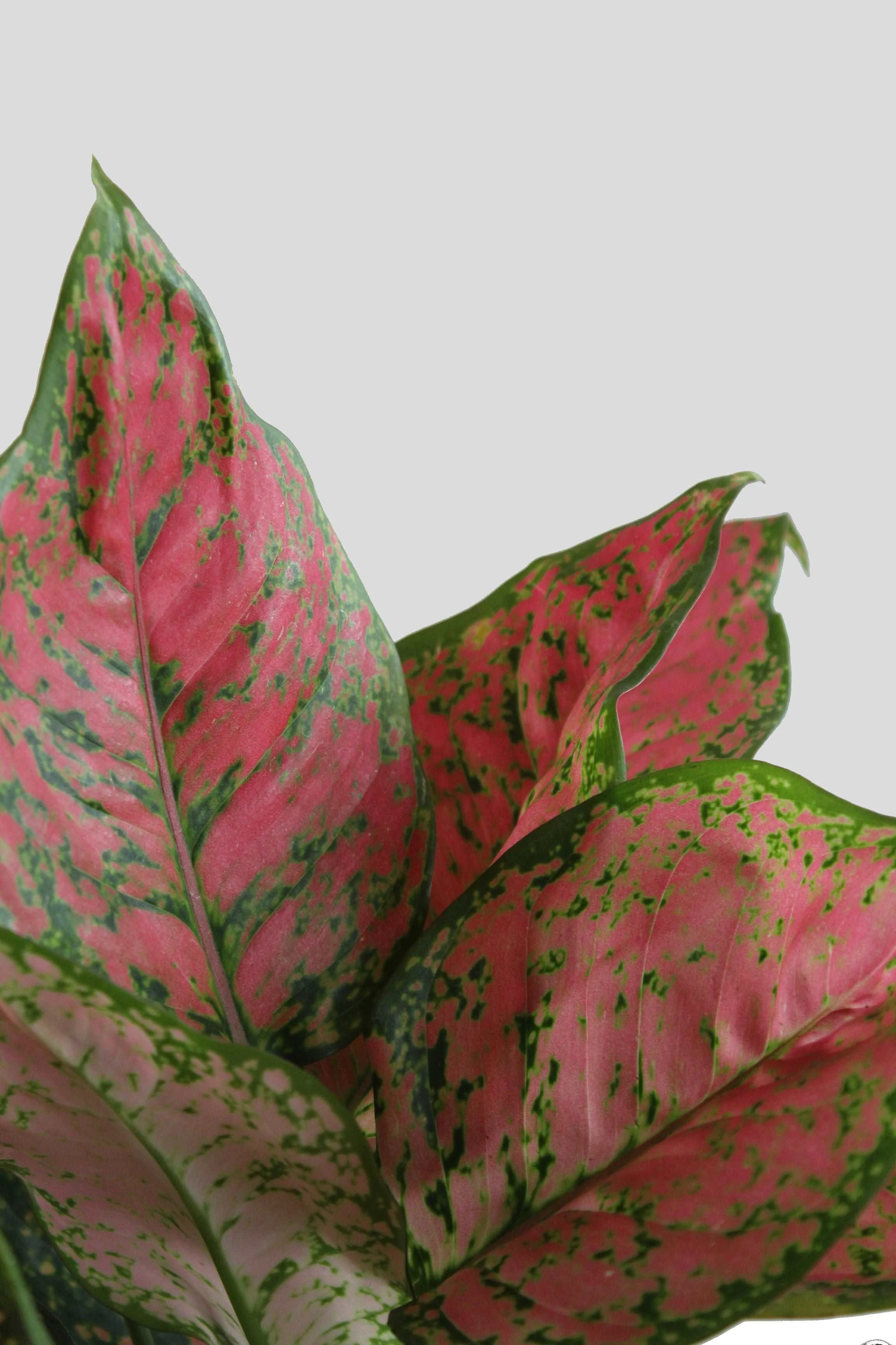 Aglaonema Red Valentine (Medium) - Image 3