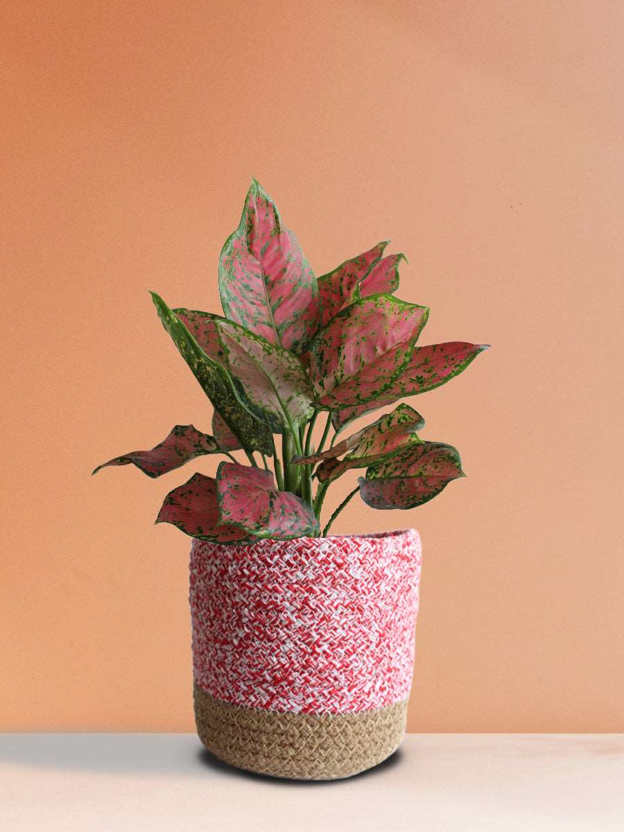 Aglaonema Red Valentine (Medium) - Image 5