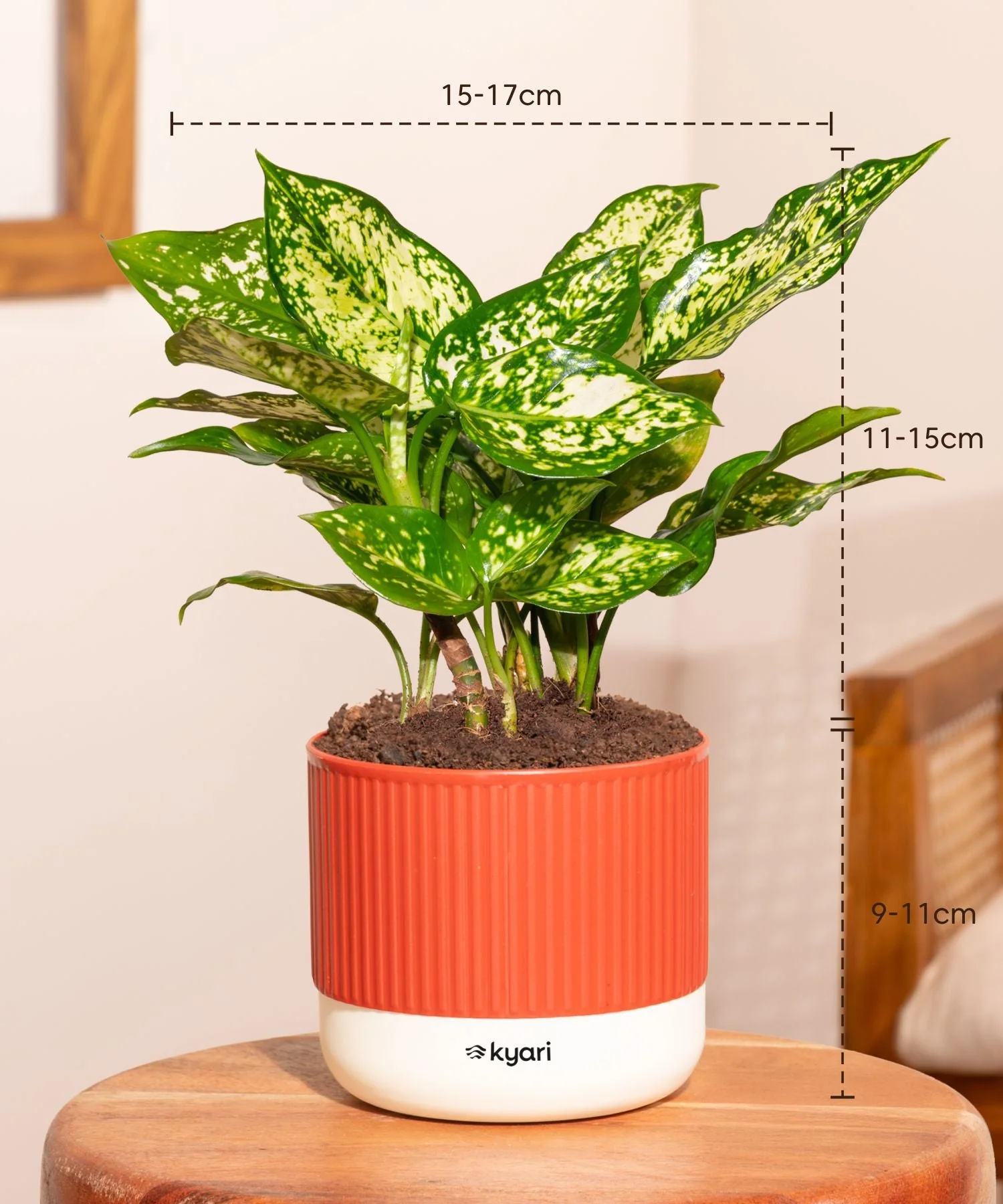 Aglaonema Snow White Plant With Mylo Self Watering Pot - Paytm Exclusive - Image 3