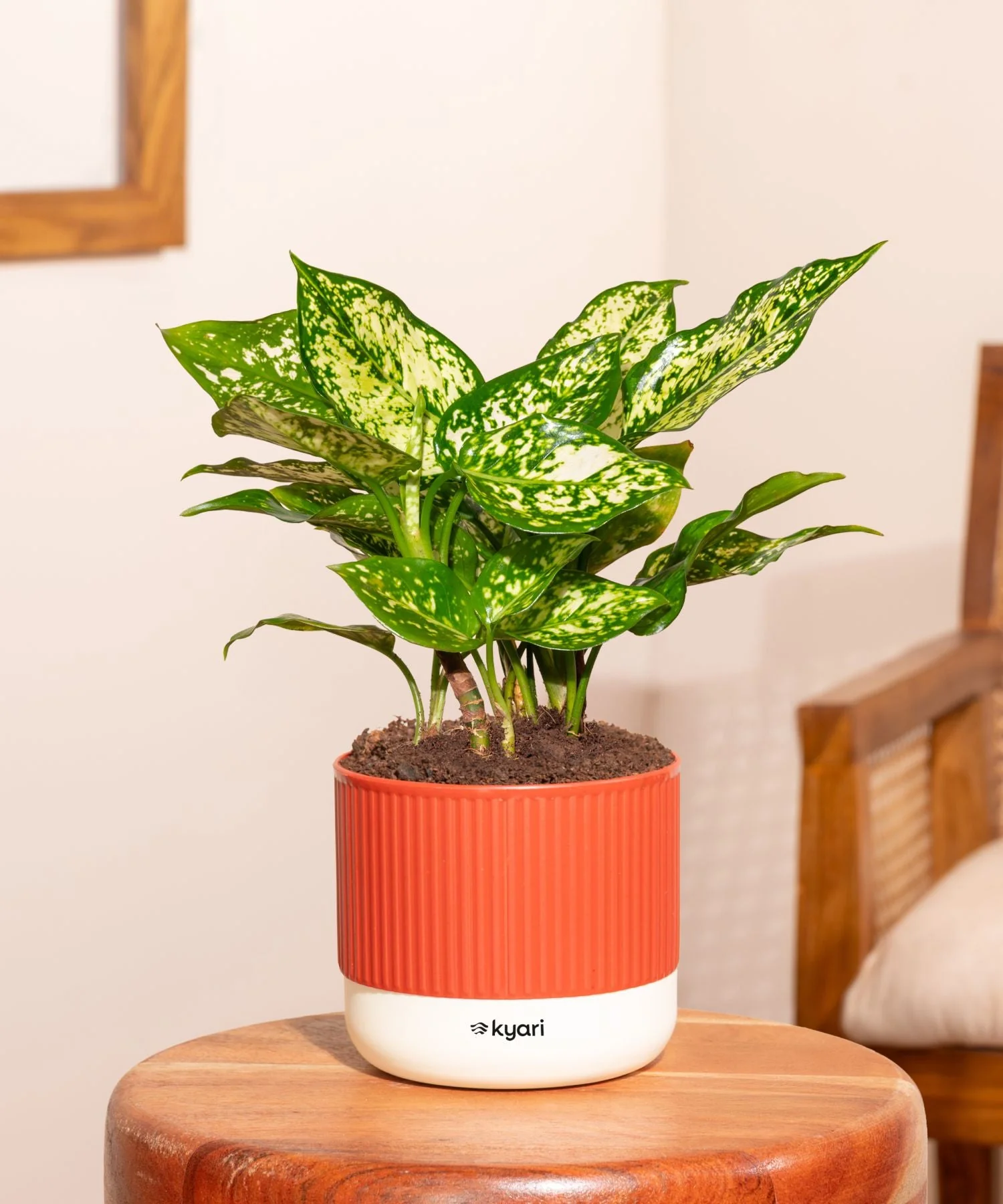 Aglaonema Snow White Plant With Mylo Self Watering Pot - Paytm Exclusive - Image 32