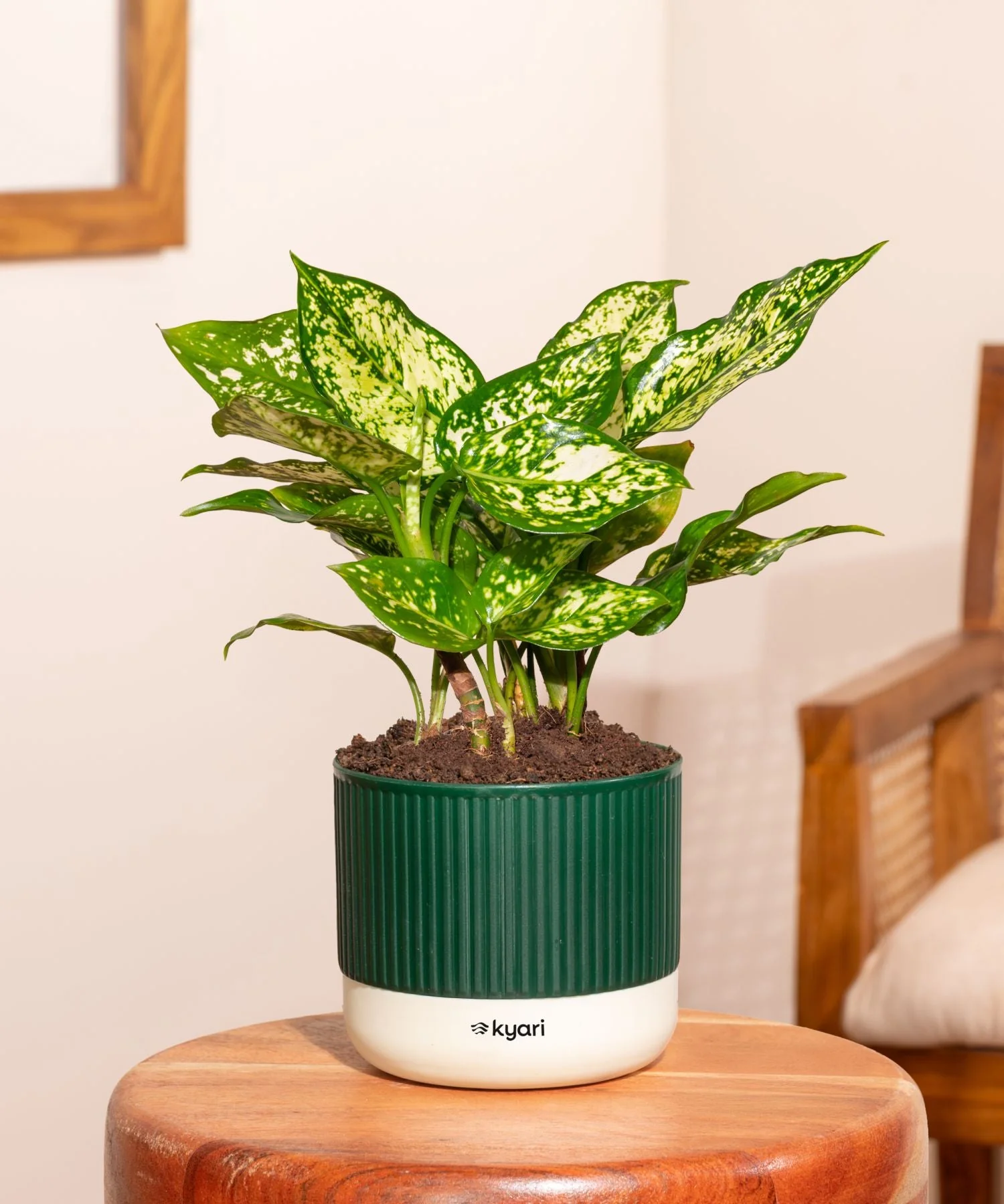 Aglaonema Snow White Plant With Mylo Self Watering Pot - Paytm Exclusive - Image 7