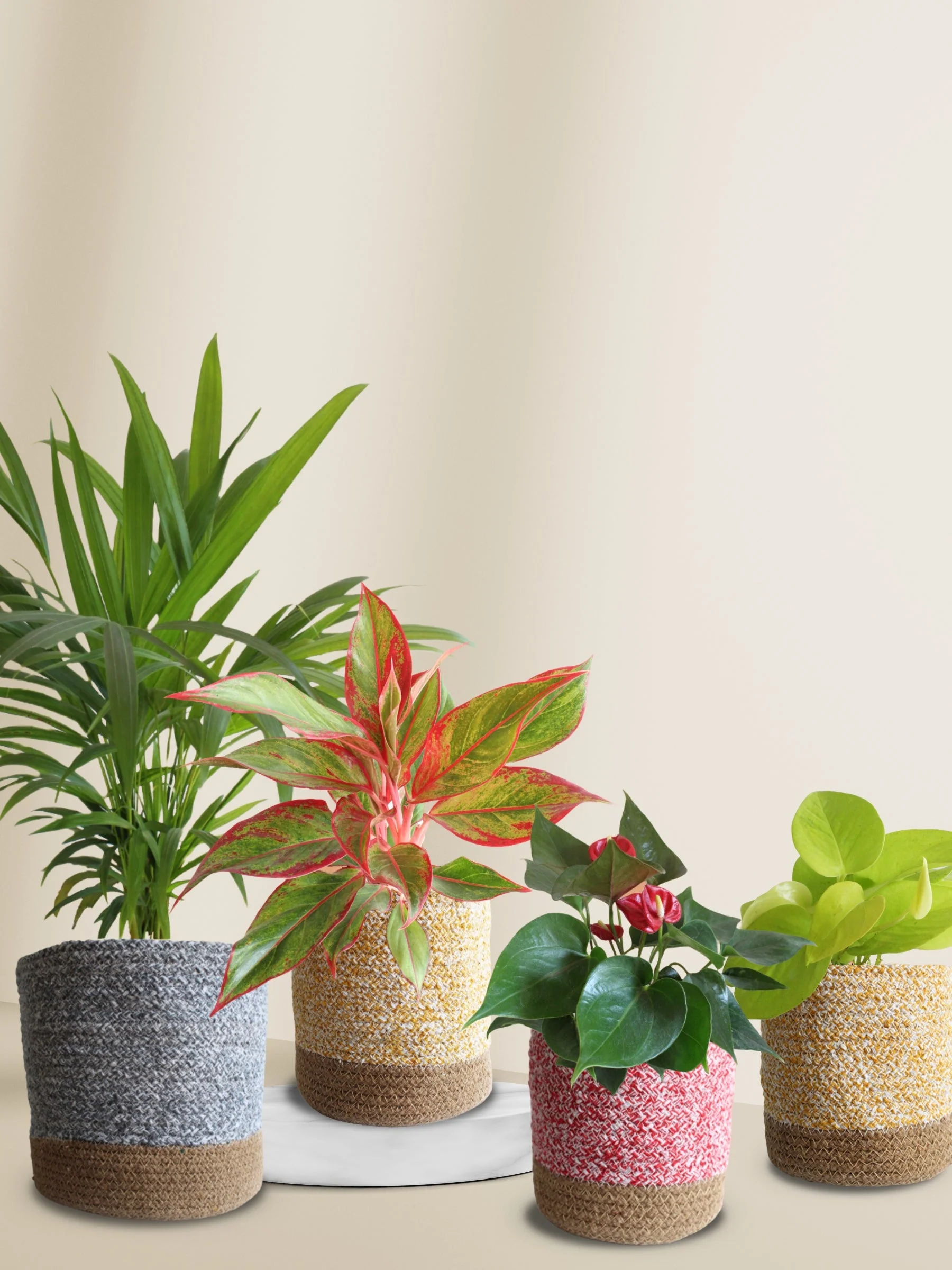 Air-Purifying Plants Combo (Beginner Friendly)