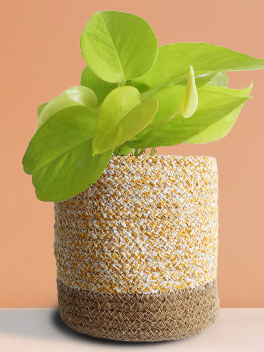 Air-Purifying Plants Combo (Beginner Friendly) - Image 5
