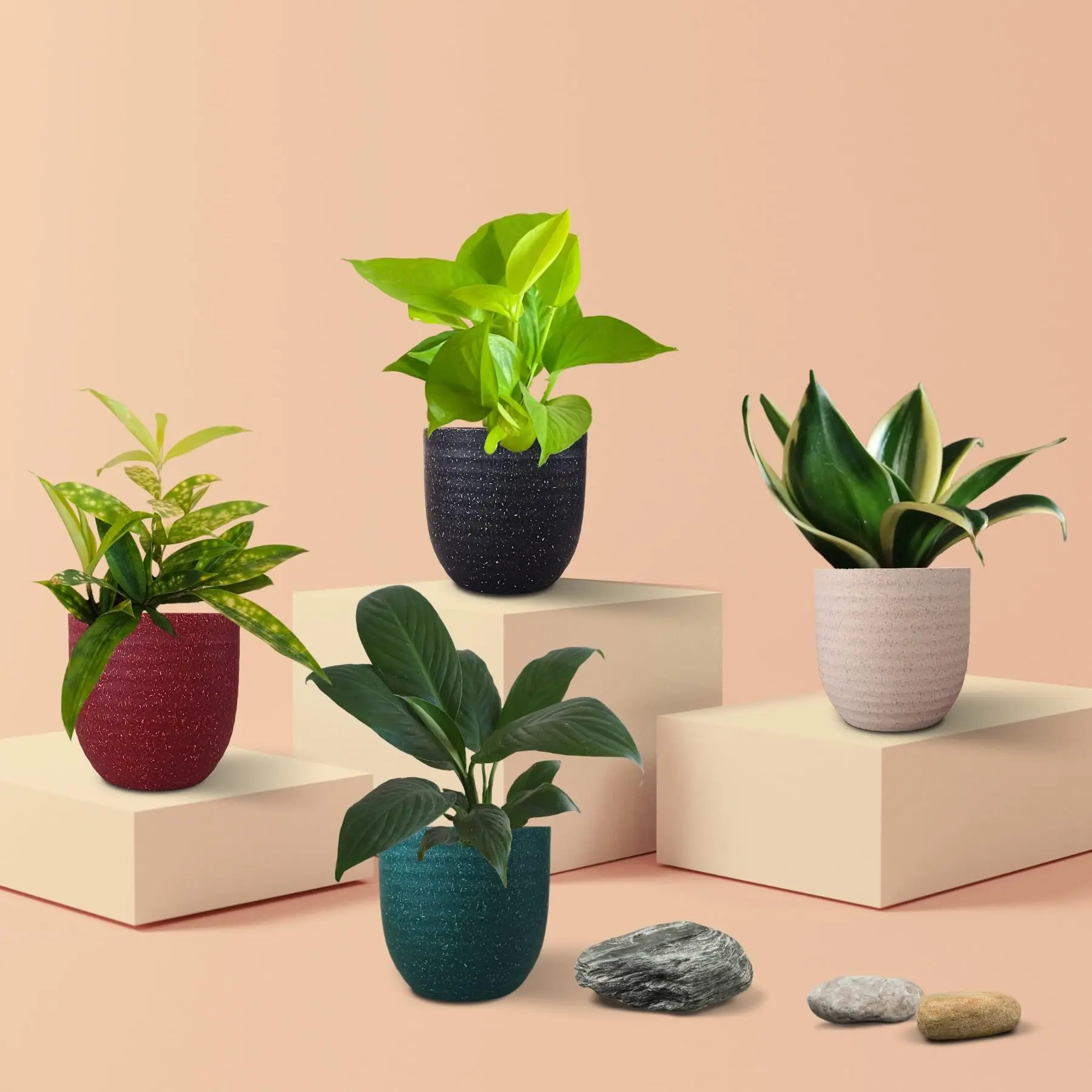 Air Purifying Plants Combo for Home in Eco Pots (Small)