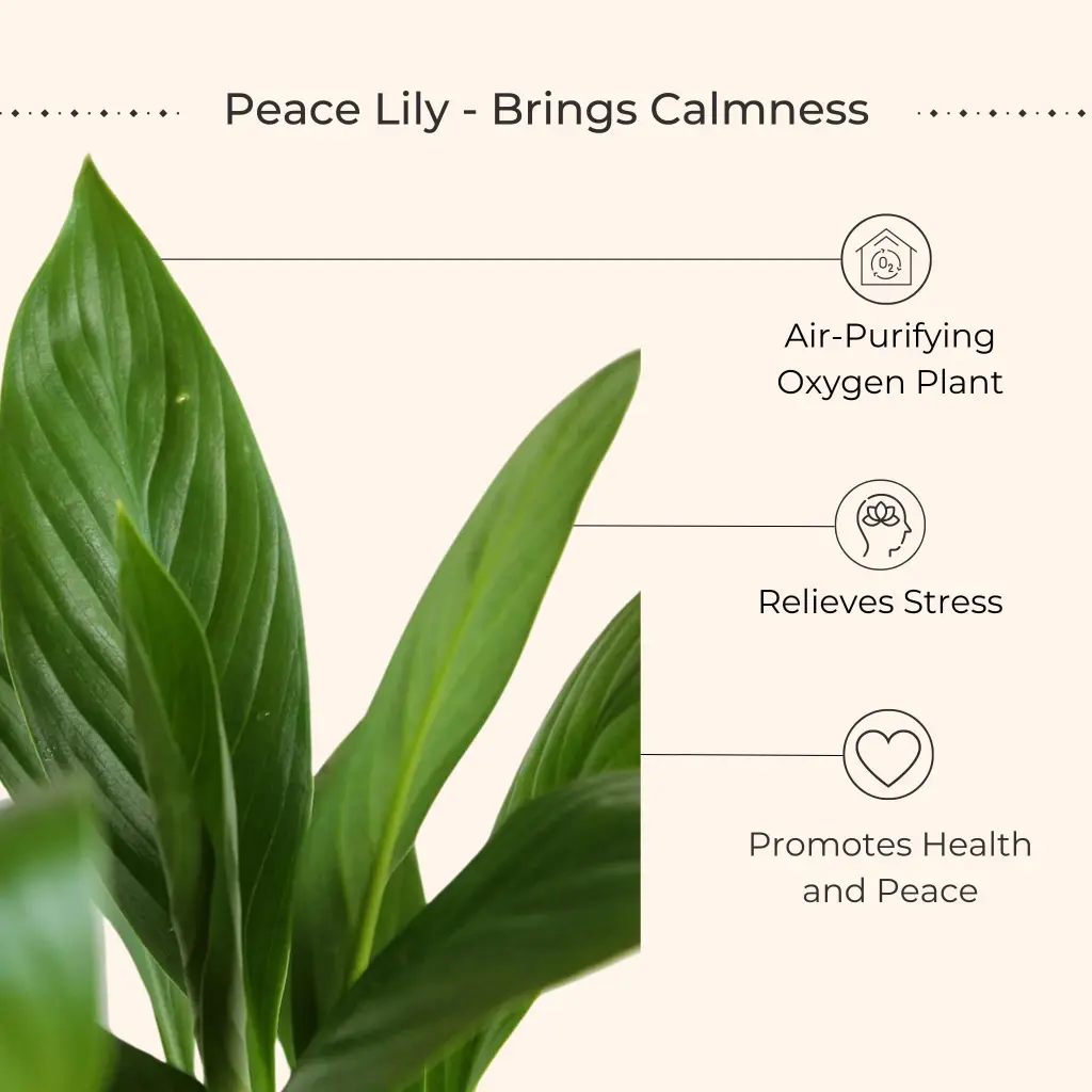 Air Purifying Plants Combo for Home in Eco Pots (Small) - Image 10