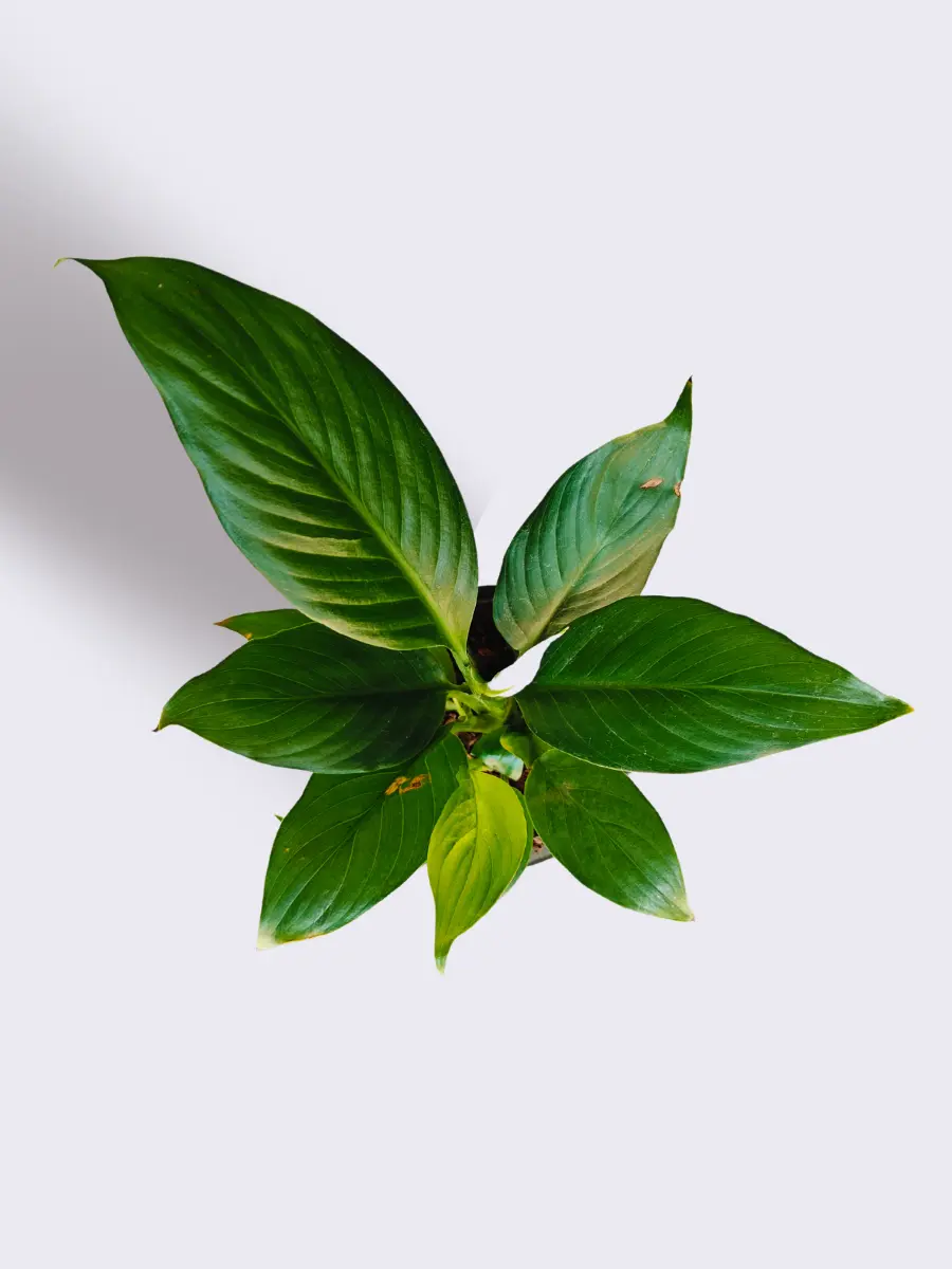 Air Purifying Plants Combo for Home in Eco Pots (Small) - Image 3