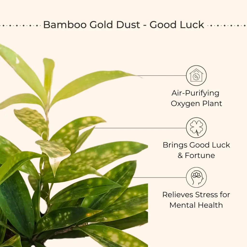 Air Purifying Plants Combo for Home in Eco Pots (Small) - Image 8