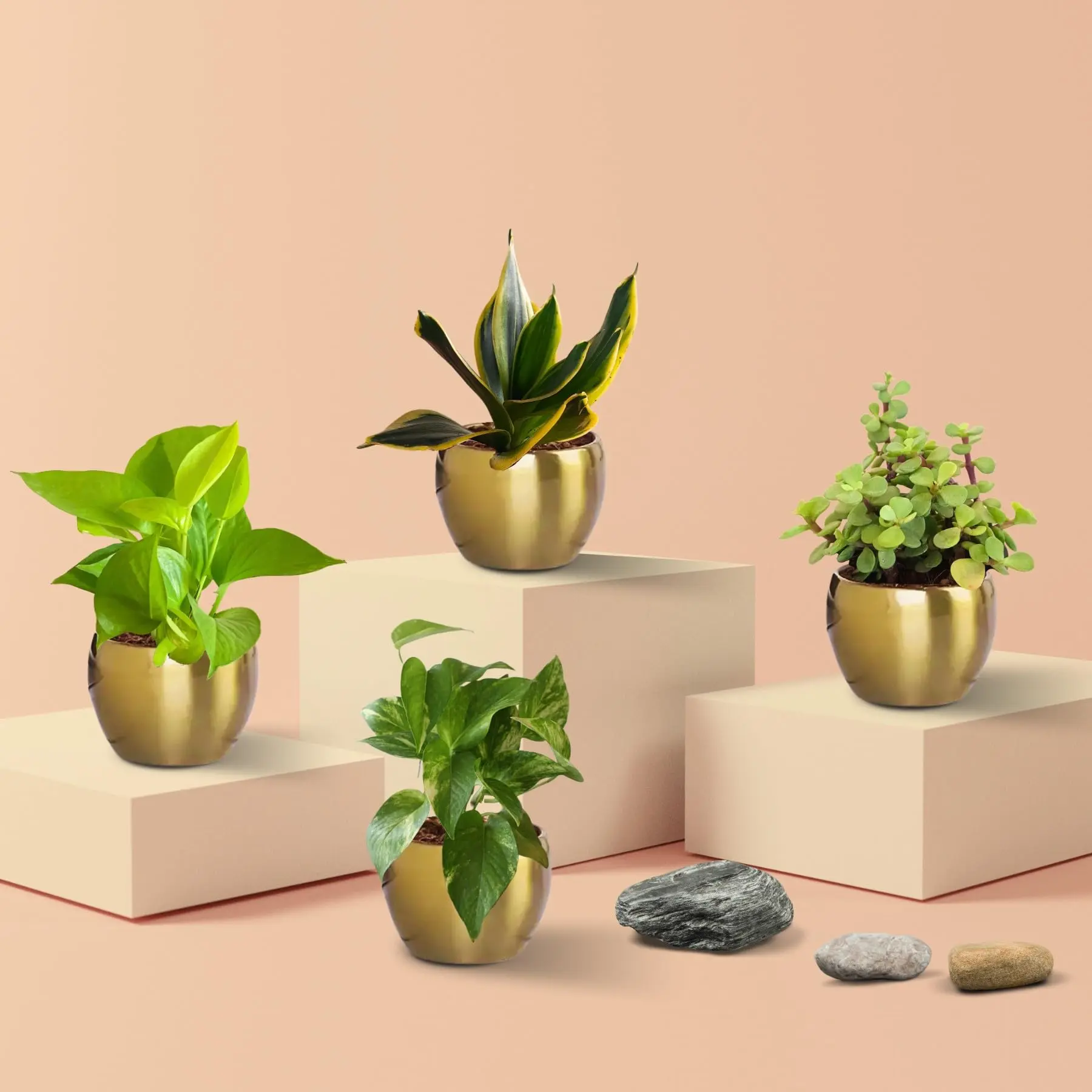 Air Purifying Plants Combo in Metal Pots (Small) - Image 8