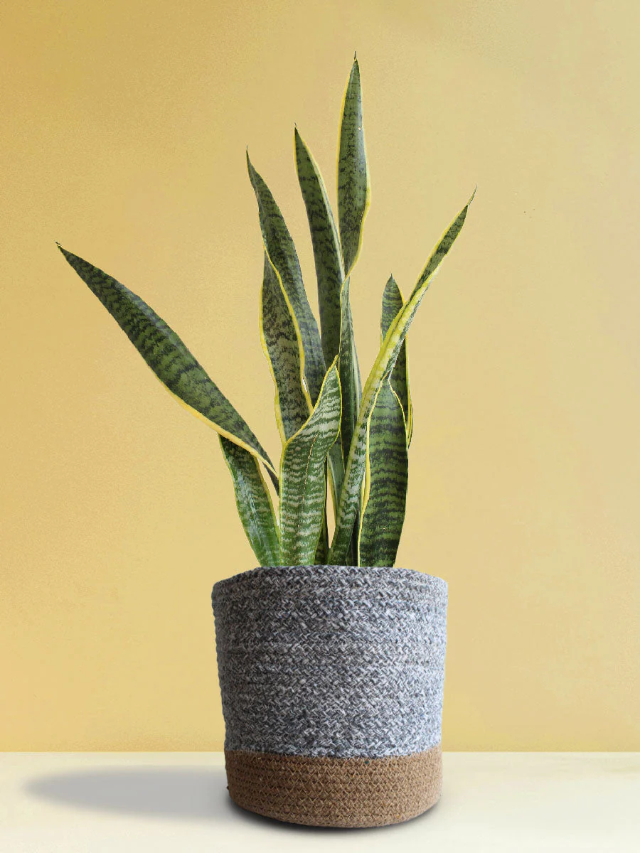 Air-Purifying Plants Combo (XL Plants) - Image 2