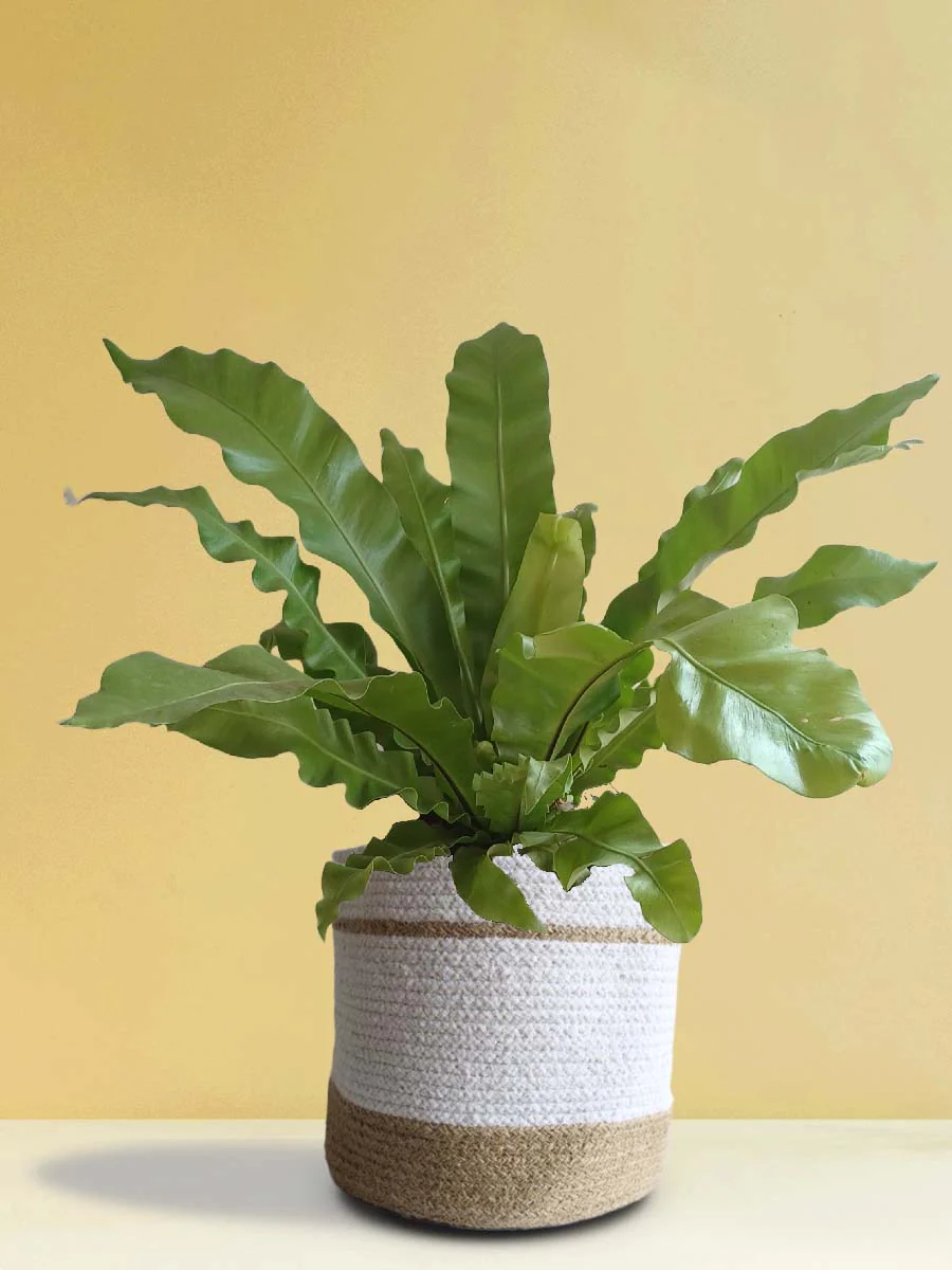 Air-Purifying Plants Combo (XL Plants) - Image 3