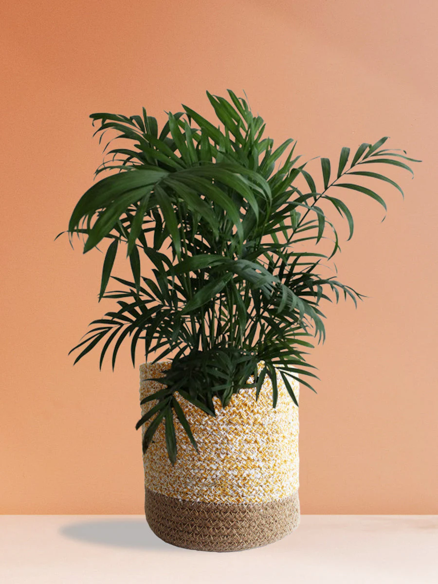 Air-Purifying Plants for Living Room - Image 6