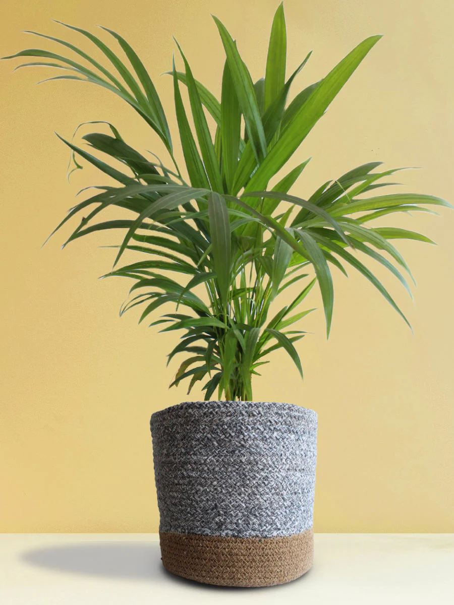 Air-Purifying Plants for Living Room - Image 7